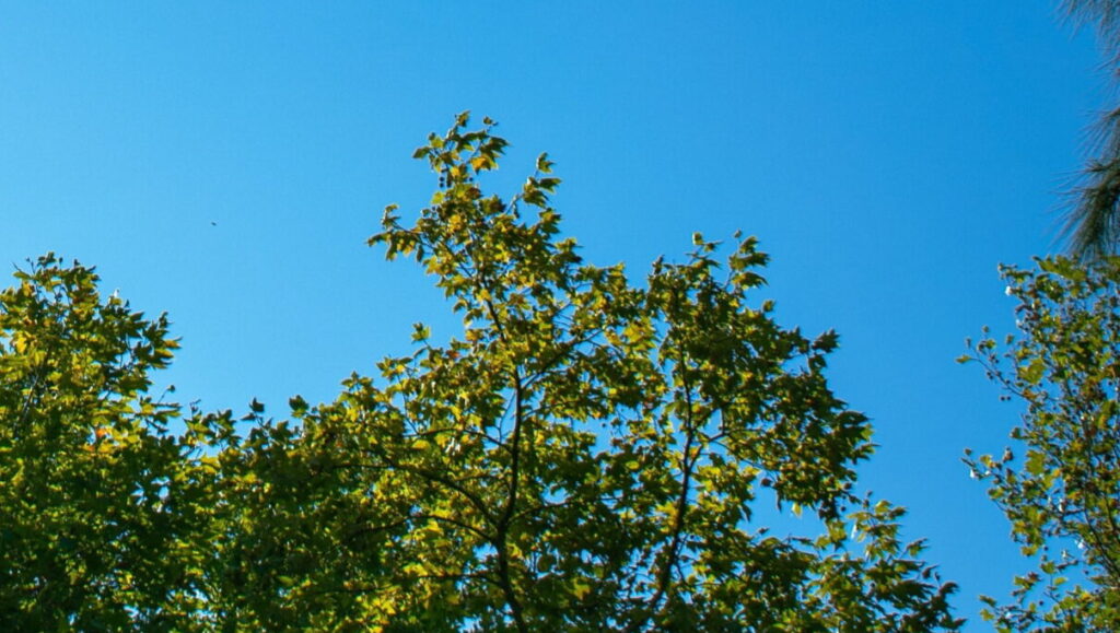 China’s Aviation Industry Accelerates Green Transition with Focus on SAF and Carbon Reduction